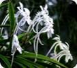 Neofinetia falcata